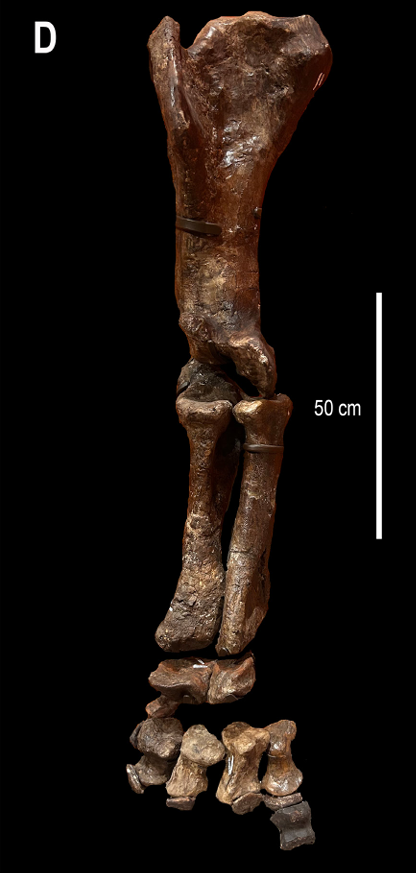 The bones of the reassembled right forelimb. Note that some of the foot bones are reconstructions because the originals were not preserved The bones of the reassembled right forelimb. Note that some of the foot bones are reconstructions because the originals were not preserved